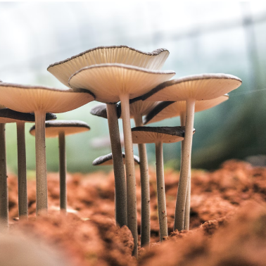 Close up of mushrooms.