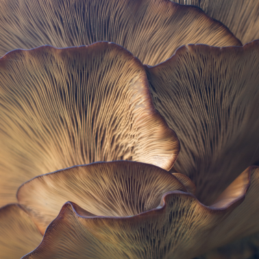 Even more close up of mushrooms.