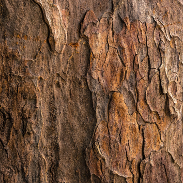 Close up of tree bark.